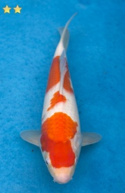 50-大正-34cm-不明