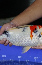 41-昭和三色-45cm-公-2016年產-2000起標-(強度p3-2017元大昭和拍...