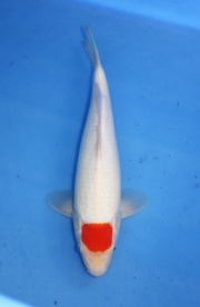 51) 愛鯉家銘鯉苑  - 丹頂 33cm