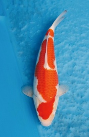 21.元大錦鯉園-紅白-36CM-母