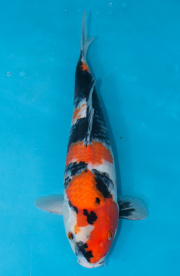 25-昭和三色-42cm-母-2019年產-3000起標-(超越最终回--2020元大...