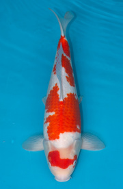 19-紅白-46cm-不明-2019年產-3000起標-(超越最终回-2020元大拍賣...
