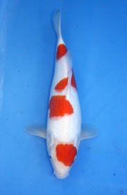 20) 愛鯉家銘鯉苑  - 紅白 丹頂四段 33cm 母