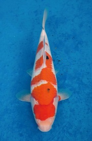 06-元大錦鯉園-大正-36cm