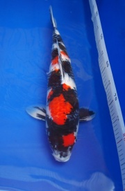 2012 昭和47CM(已售出)
