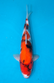 39-昭和三色-43cm-不明-2019年產-2000起標-(超越最终回--2020元...