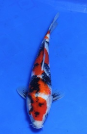 36(國堡錦鯉場)-昭和三色-28cm-不明-2015產