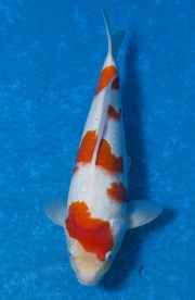 39-紅白-36cm-公--(寶源錦鯉養殖場-2015)