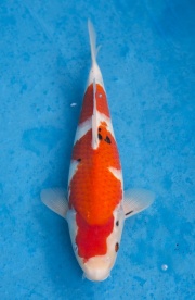 11-元大錦鯉園-大正-36CM