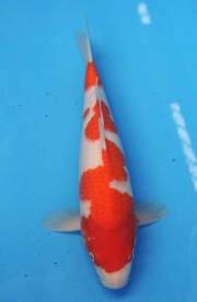 51-楓林養魚場-紅白-40cm