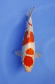 11) 元大錦鯉園  - 紅白(丸天四段) 35cm