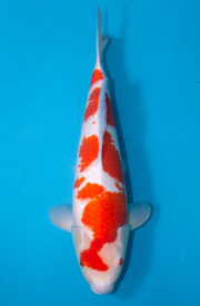 41-紅白-47cm-母-2019年產-5000起標-(超越最终回--2020元大拍賣...
