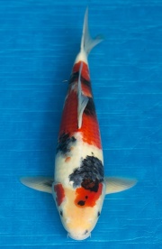 35-昭和三色-43cm-公-2016年產-2000起標-(強度p3-2017元大昭和拍...