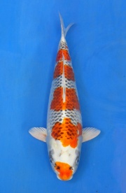 28-孔雀-50cm-母-2013年產-(2016明宏錦鯉園拍賣會)-1
