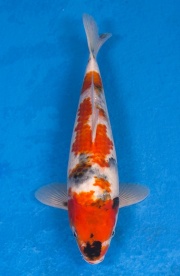 25-昭和三色-33cm-不明