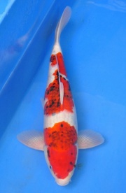 19-衣昭和-49cm-公-2014年產-(2016明宏錦鯉園拍賣會)
