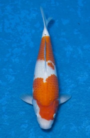 22-紅白-36cm-母魚-(寶源錦鯉養殖場)