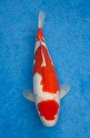 43-元大錦鯉園-紅白-39CM