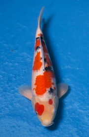 27-大正三色(錢豹產)-40cm-母高--2015年產-(102part2-御三家-2...