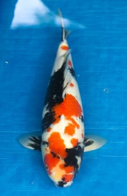 40-昭和三色-47cm-公-2016年產-3000起標-(強度p3-2017元大昭和拍...