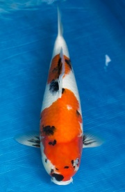 37-昭和三色(搶)-48cm-母-2016年產-3000起標-(強度p3-2017元大昭...