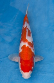 03-紅白-36cm-母高-2015年產