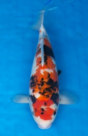 14-昭和三色-40cm-不明-2016年產-3000起標-(強度p2-2017元大昭和...