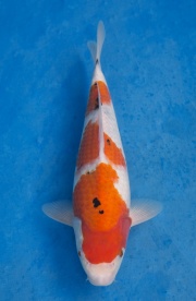 05-元大錦鯉園-大正-36cm