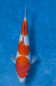 46-紅白-32cm-母魚--(寶源錦鯉養殖場-2015)