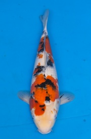 24-大正三色(錢豹產)-43cm-母-2015年產-(2016御三家錦鯉拍賣會)
