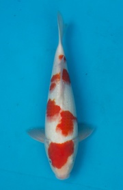 19-紅白-34cm-公-2015年產-(2016愛鯉家銘鯉苑-1)-1