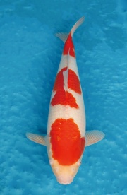 4.元大錦鯉園-紅白-41CM-不明