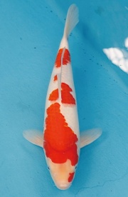 22-楓林養魚場-紅白-37CM