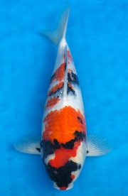 25-昭和三色-38cm-母-2016年產-3000起標-(強度p2-2017元大昭和拍...
