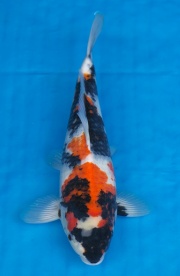17-昭和三色-40cm-不明-2016年產-5000起標-(強度p2-2017元大昭和...