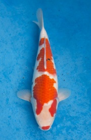 08-元大錦鯉園-大正-36cm