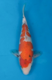 23-大正三色-35cm-母-2015年產-(2016愛鯉家銘鯉苑-1)-1