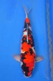 11-真子昭和-50cm-公-2014年產-(2016明宏錦鯉園拍賣會)-1-