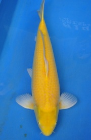 30-小西芥子鯉-66cm-不明-2013年產-(2016明宏錦鯉園拍...