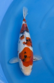 09(元大錦鯉園)-大正三色-41cm-母魚-2014產