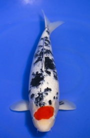 46-丹頂三色-55cm-母-2015年產-10000起標-(元大-2017聯拍-第二階...