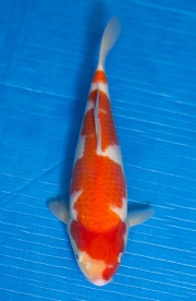 18-紅白(大和Yamato系)-30cm-不明-2017年產-5000起標-(御三家錦鯉...