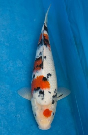 20-元大錦鯉園-大正-34CM