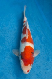 13-元大錦鯉園-大正-34CM