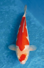 14.元大錦鯉園-紅白-38CM-母
