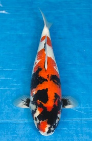 15-昭和三色-48cm-母-2016年產-5000起標-(強度p3-2017元大昭和拍...