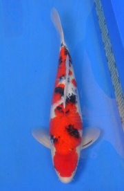 08-真子大正-52cm-公-2014年產-(2016明宏錦鯉園拍賣會)-1