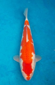 29-元大錦鯉園-紅白-42CM