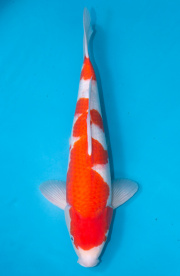 37-紅白-48cm-不明-2019年產-3000起標-(超越最终回-2020元大拍賣...