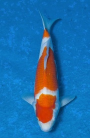 44-紅白-37cm-公--(寶源錦鯉養殖場-2015)